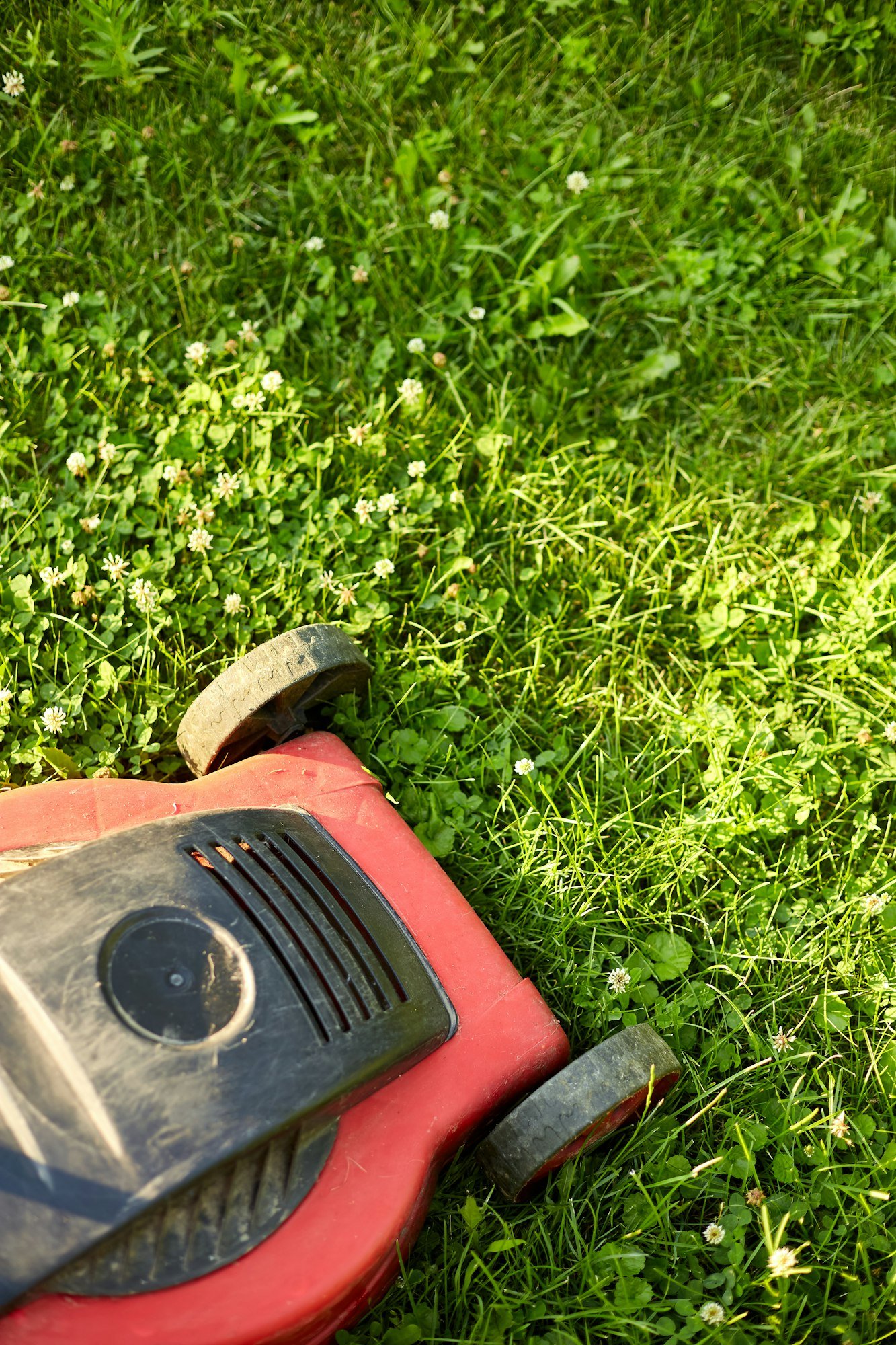 Lawnmower mows the lawn at home garden, working, sunlight